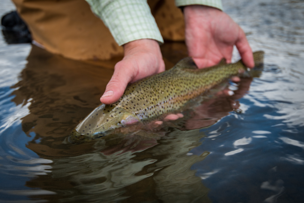 RainbowTrout, Cardwell Acess, North Platte