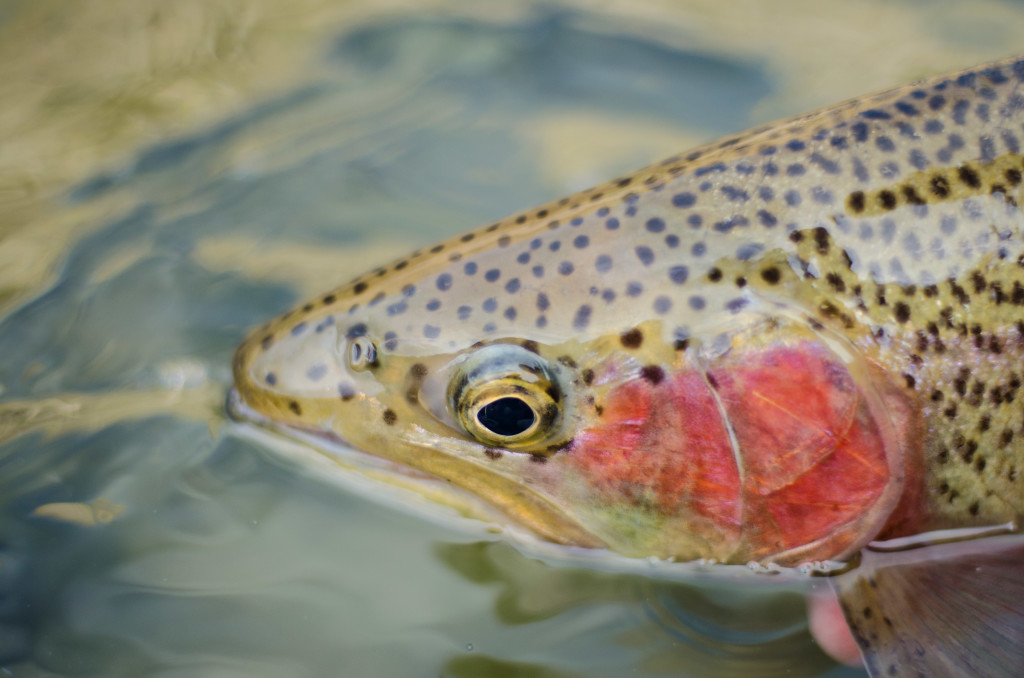 Close up of a Rainbow Trout, Big Horn River, Thermopolis, Wyoming