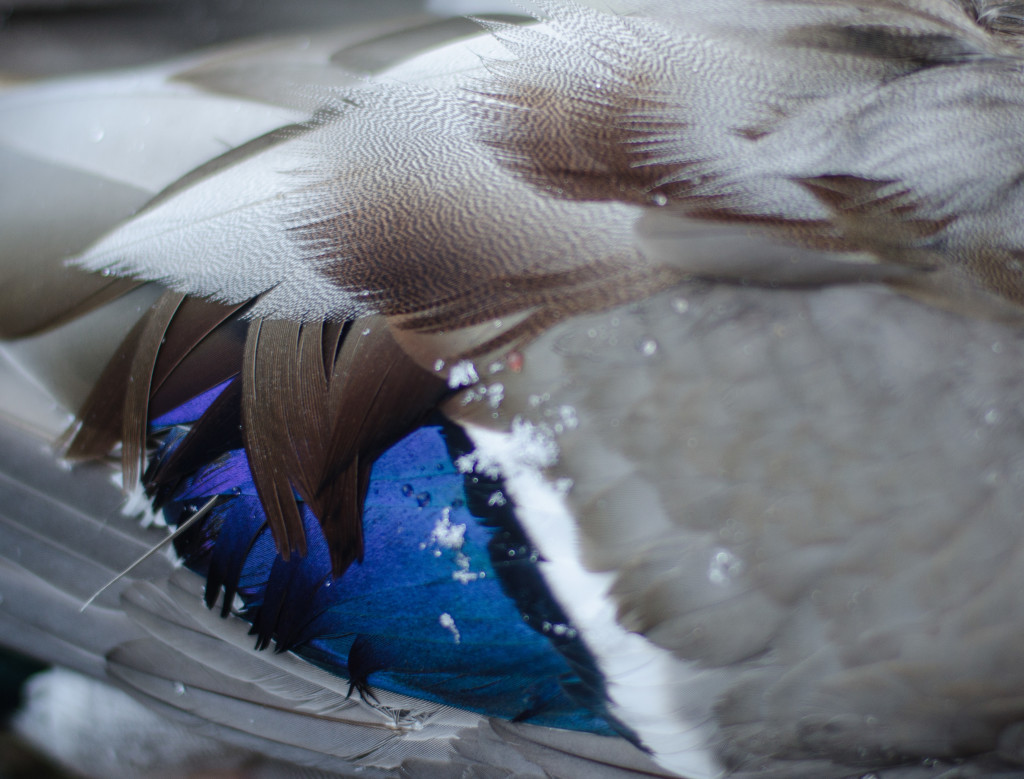 Close up of a drake mallard duck speculum.